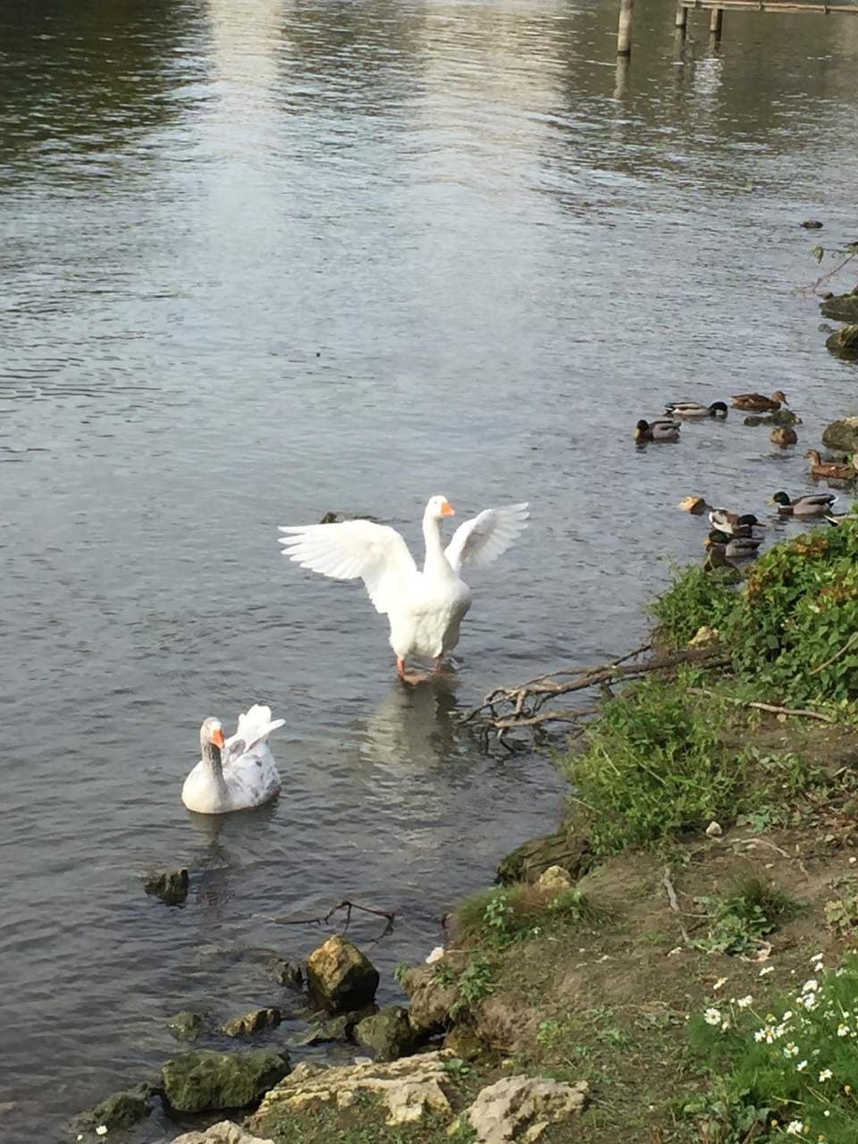 Maison In Normandie Bed and Breakfast in Normandy