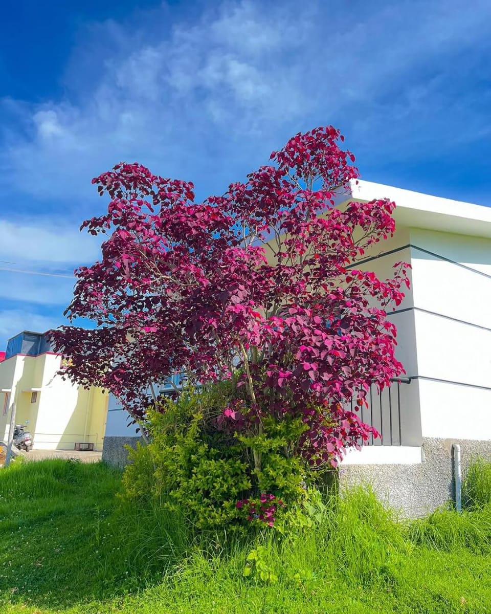 Spring, Garden, Garden view
