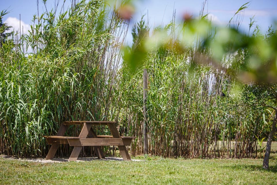 Spring, Day, Natural landscape, Garden, On site
