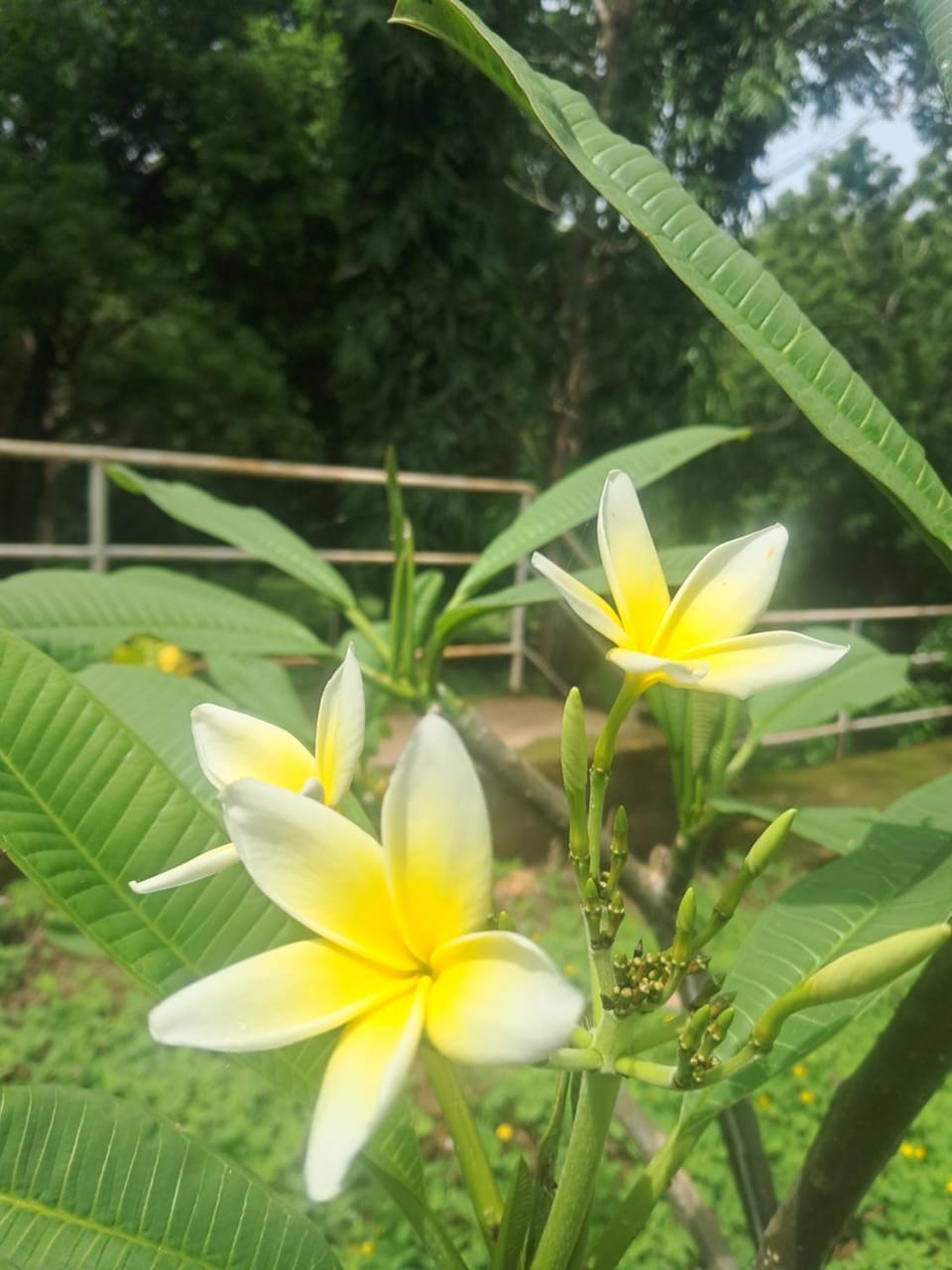 Roots hostel & Camping Ometepe Hostel in Rivas