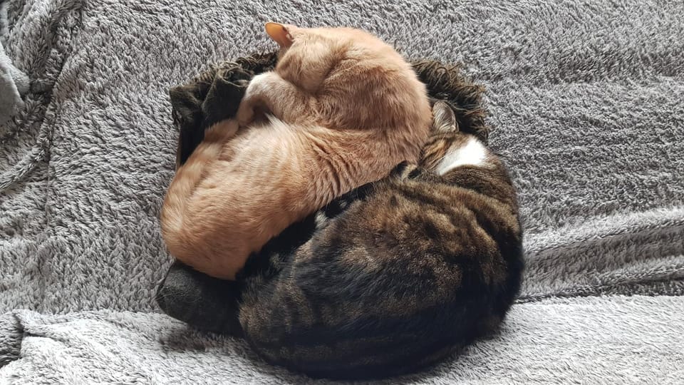 Au Royaume des Chats Bed and Breakfast in Occitanie