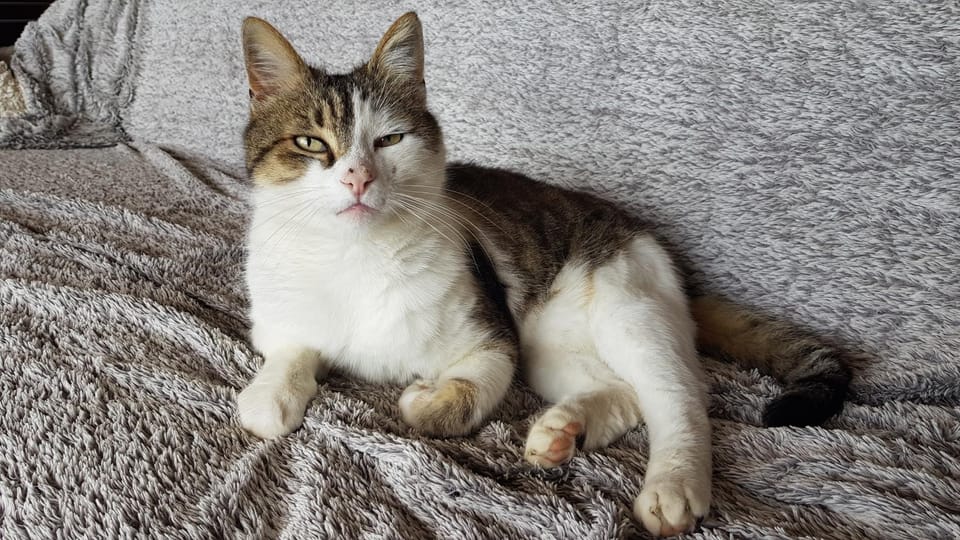 Au Royaume des Chats Bed and Breakfast in Occitanie