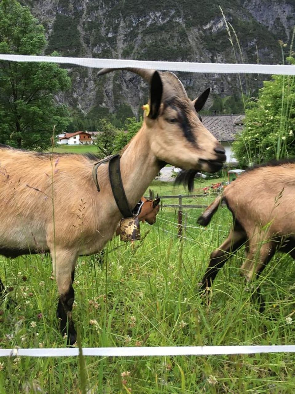 Haus Anemone Apartment in Tyrol