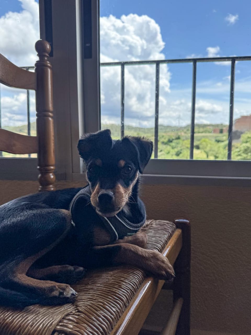 Pets, Mountain view