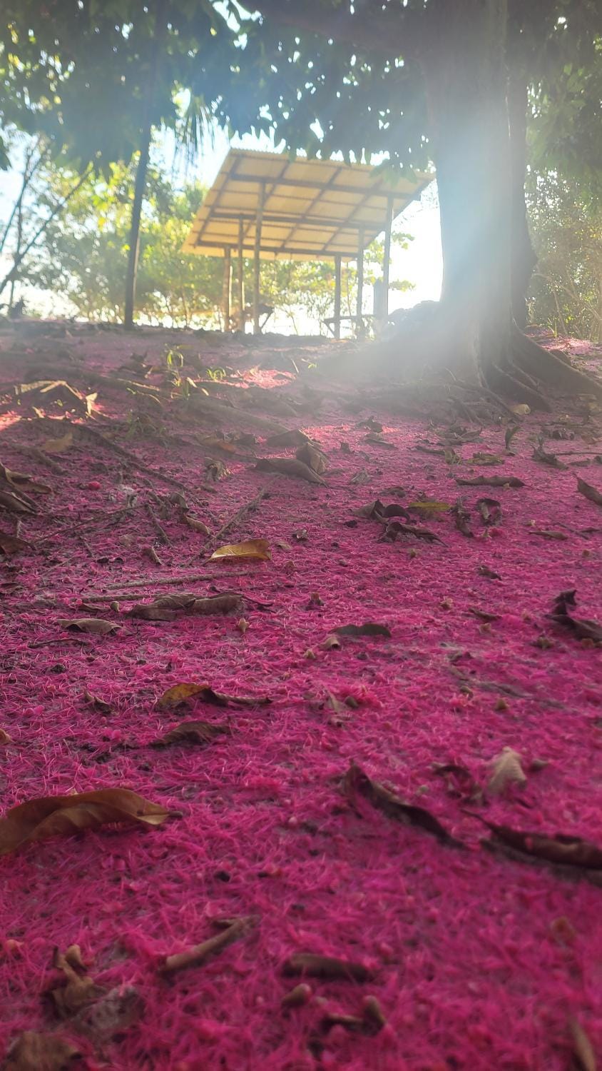 Hospedaria Ponta da Flexeira Nature lodge in State of Maranhão, Brazil