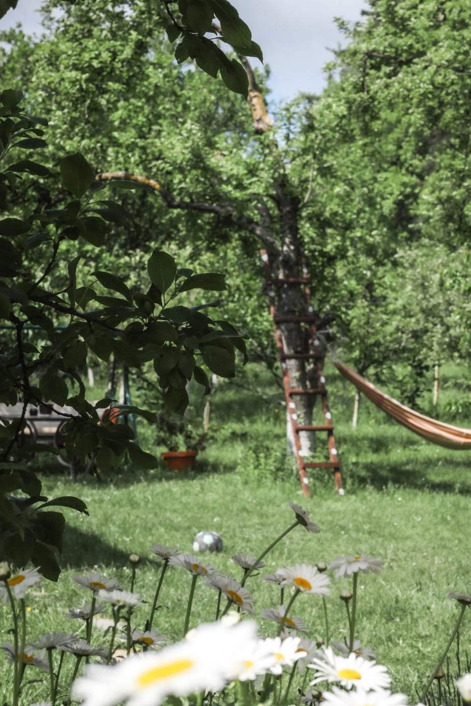 Day, Natural landscape, Garden, Garden view