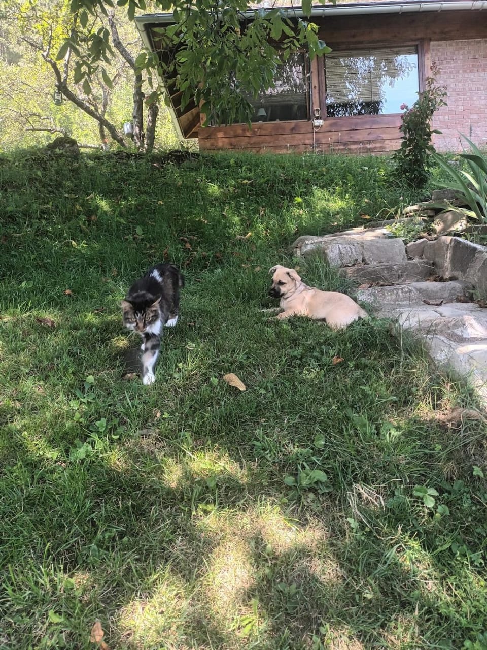Pets