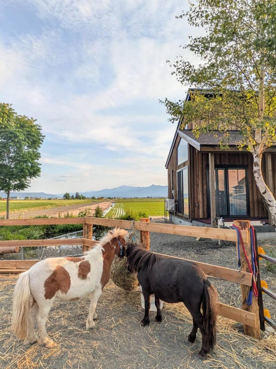 Property building, Day, Natural landscape, Animals, Pets