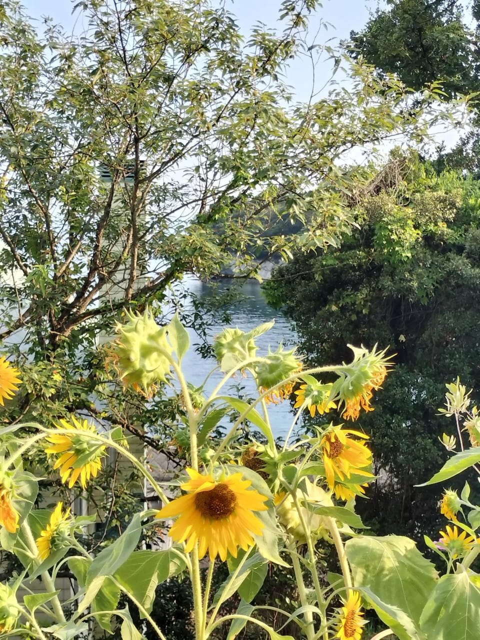 Garden, Garden view