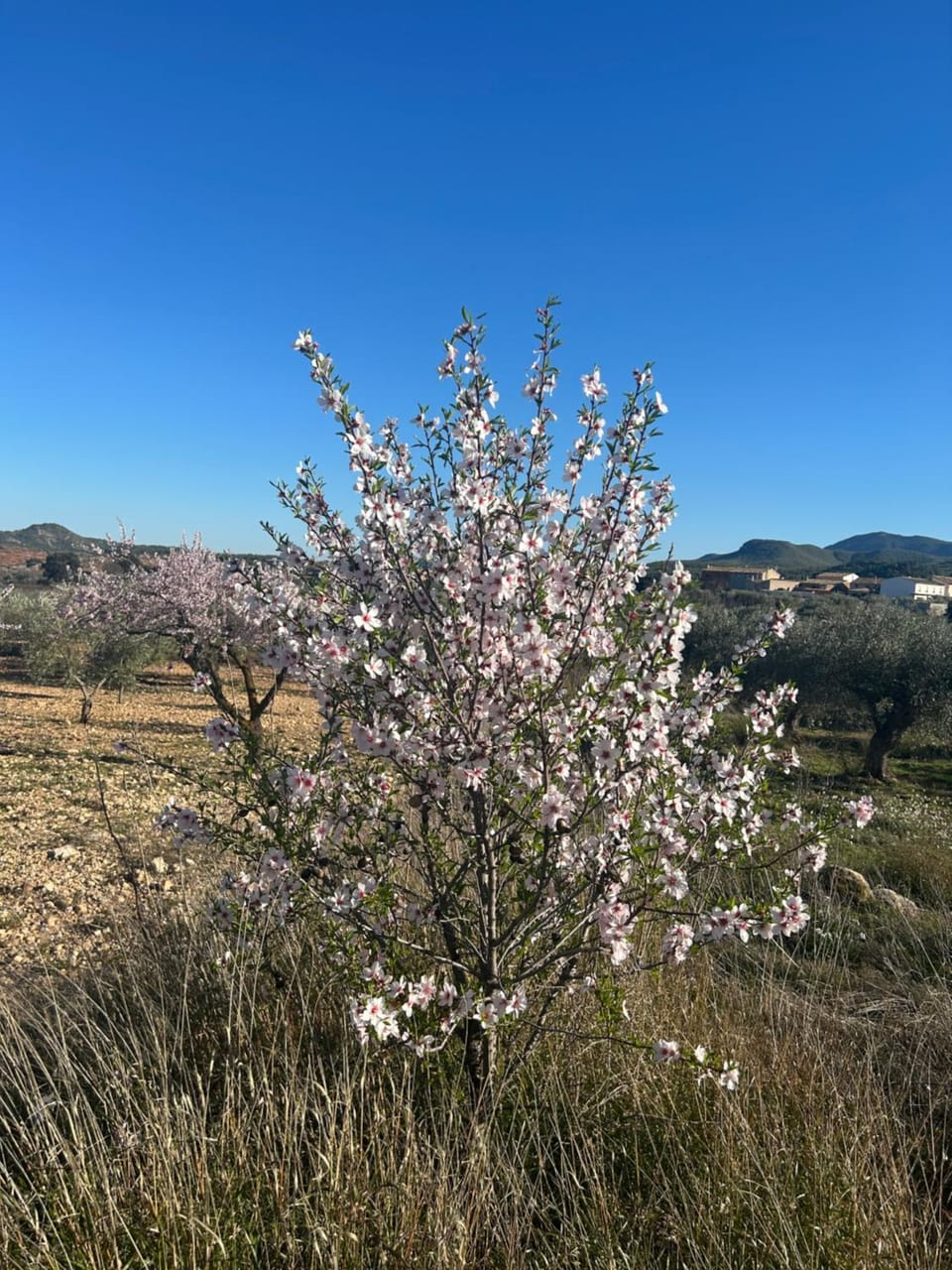 Spring