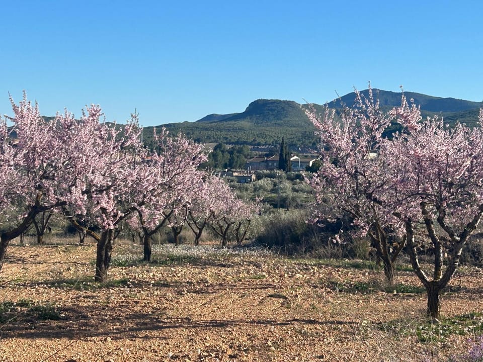 Spring