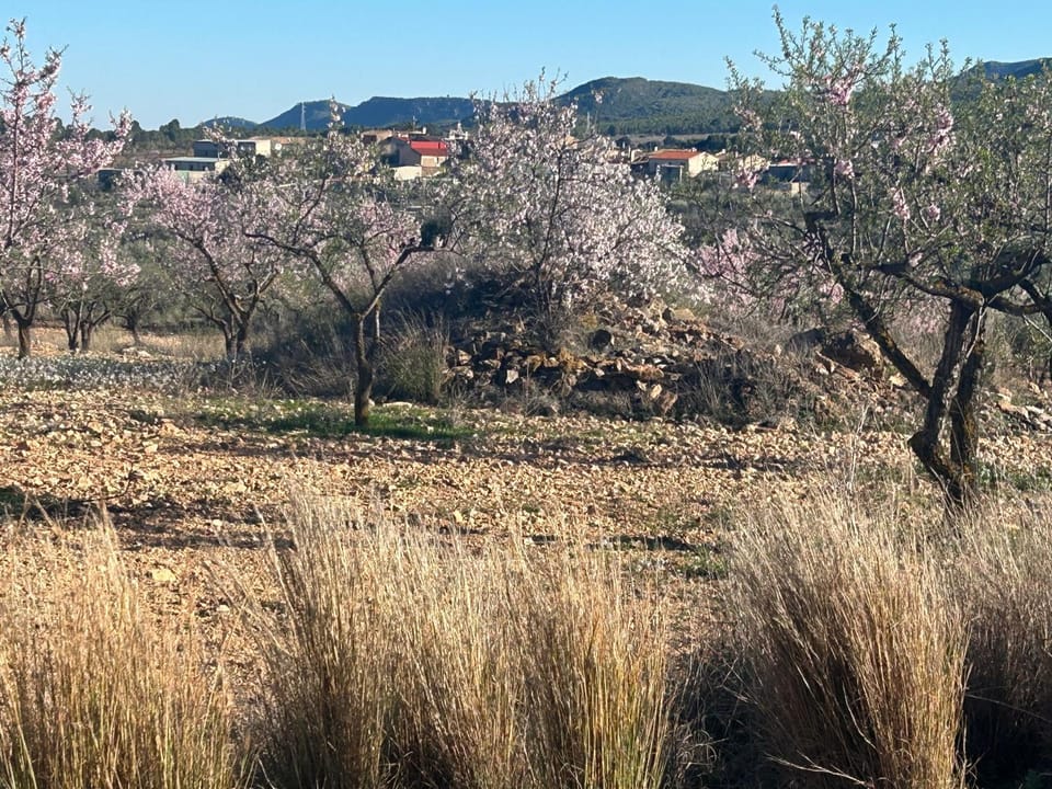 Spring