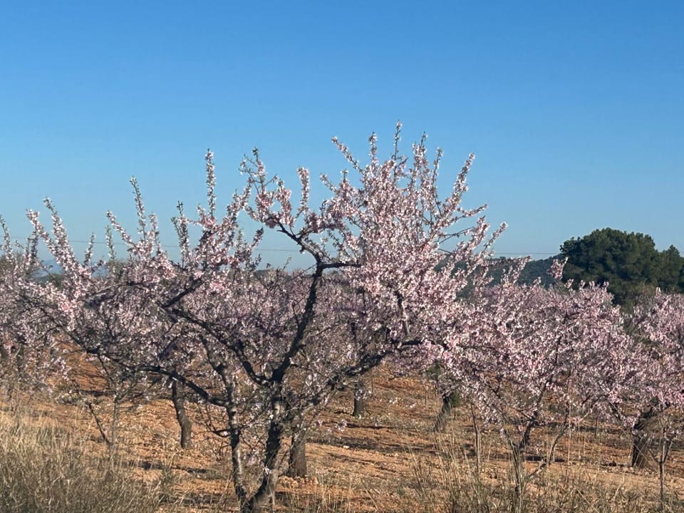 Spring