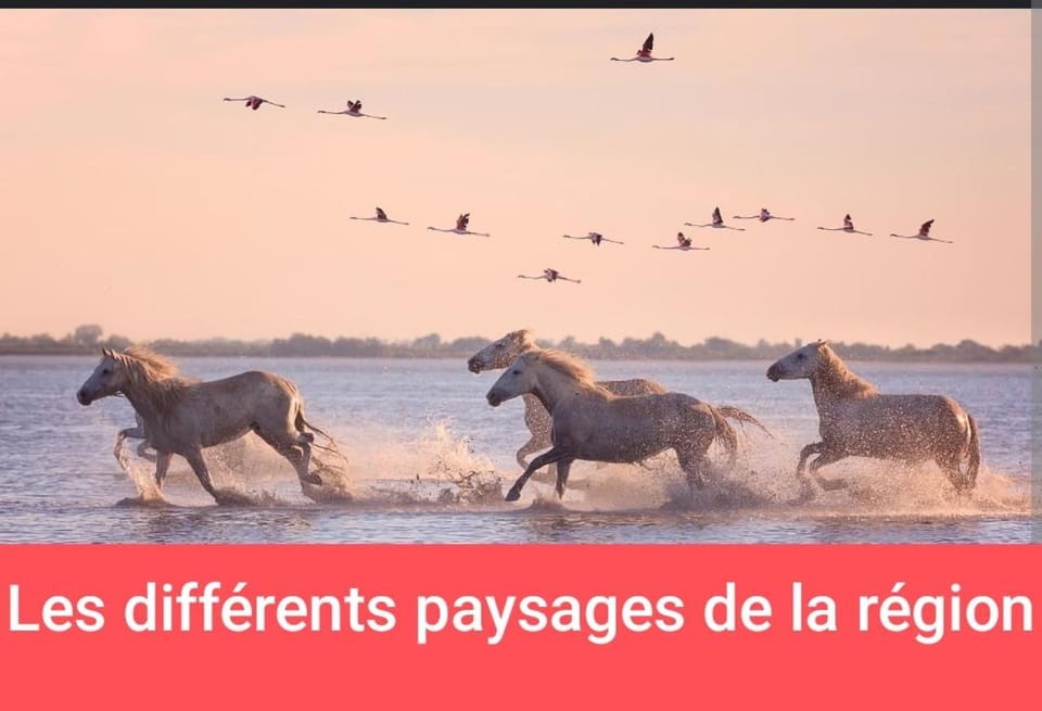 MONTPELLIER ET SES PLAGES van de couchage pour dépanner quelques nuits juste pour dormir il n'y a pas de sanitaire ni cuisine prévoir une batterie externe,à 10 minutes en voiture des PLAGES et à 5 minutes du centre-ville Montpellier Luxury tent in Castelnau-le-Lez