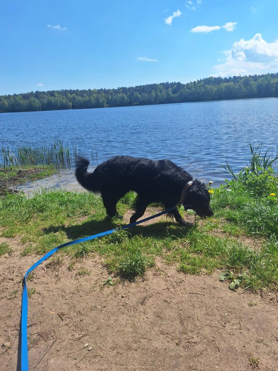 Day, Natural landscape, Pets, Lake view