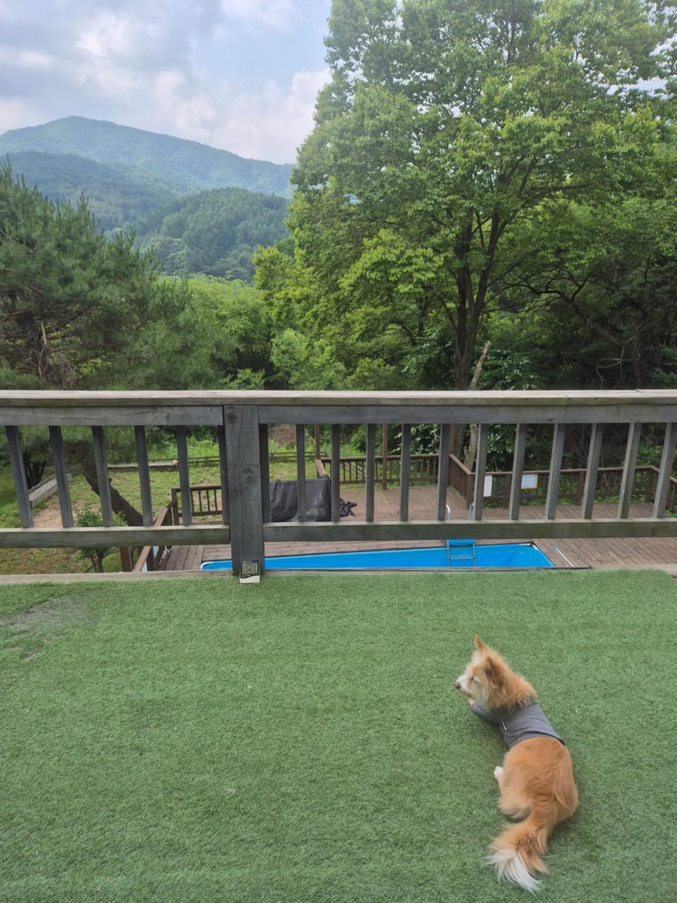 복층 스파 개별 테라스 애견 운동장 포마이코티지 3 숲속 집 cottage Apartment in South Korea