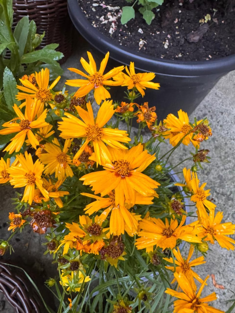 Spring, Day, Garden, Garden view