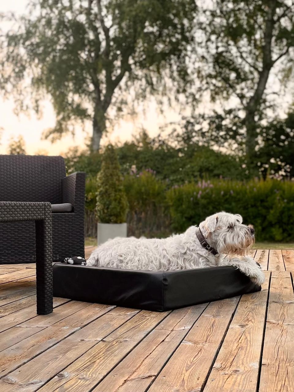 Balcony/Terrace, Pets