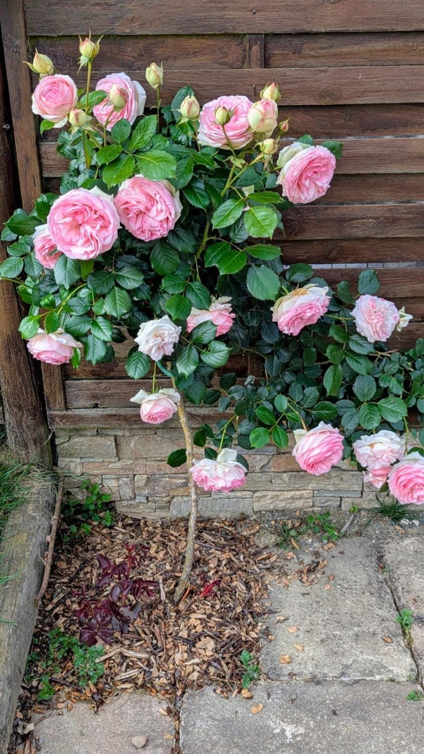 Spring, Garden, Garden view