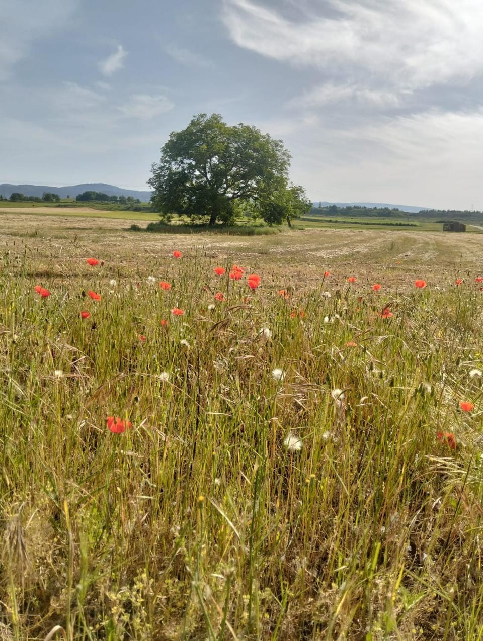 Spring, Natural landscape