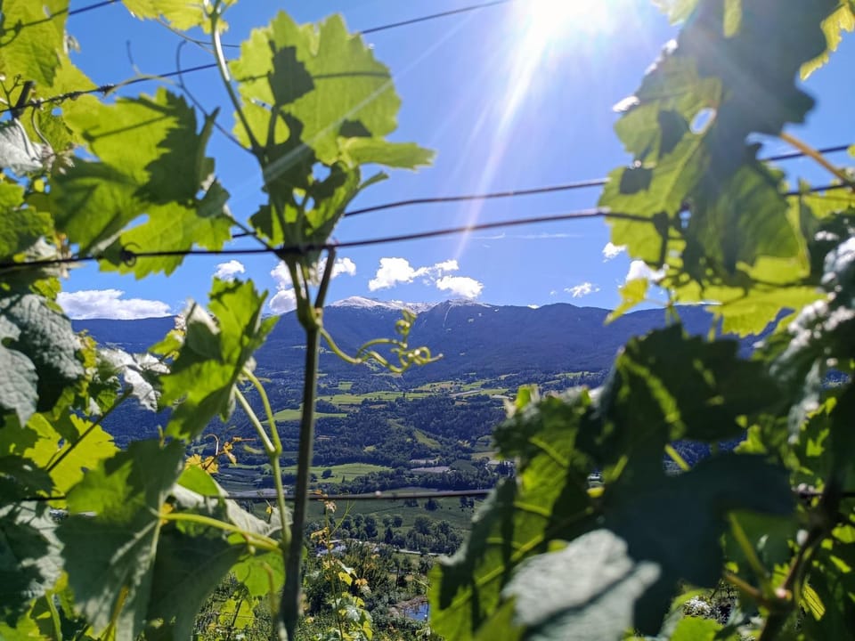 Saxöler Brixen Apartment in Brixen