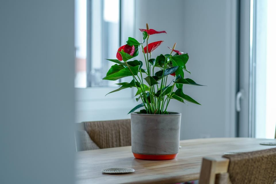 Venus Apartment Apartment in Sporades, Greece