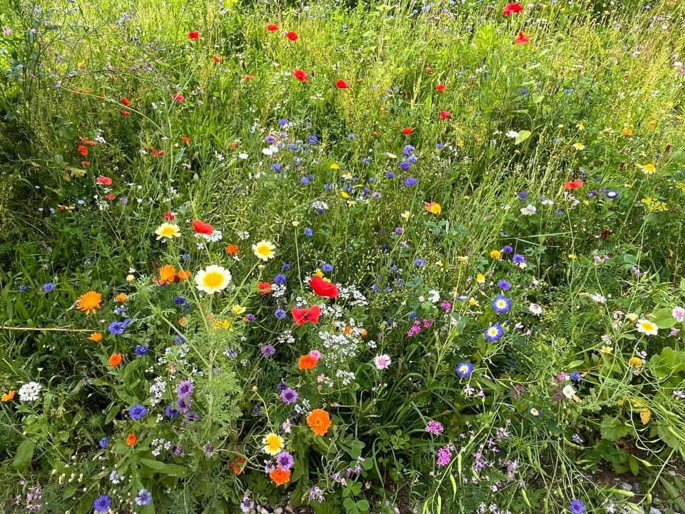 Garden, Garden, Garden view, Garden view