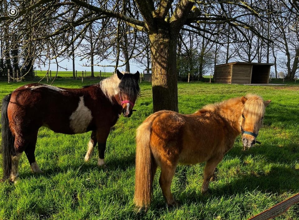 Animals