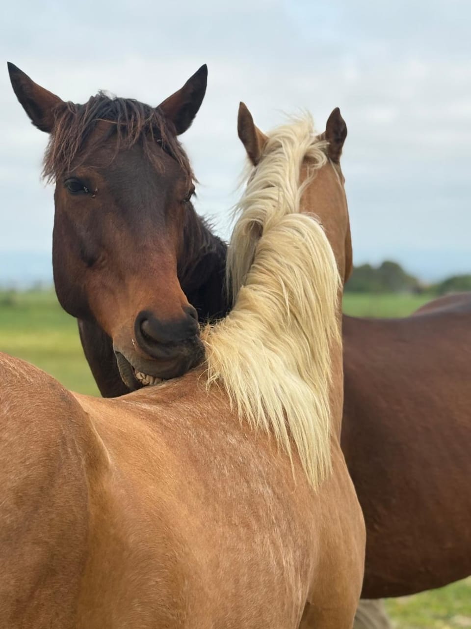 Le Cocon de Roquelande equestrian boarding house House in Occitanie