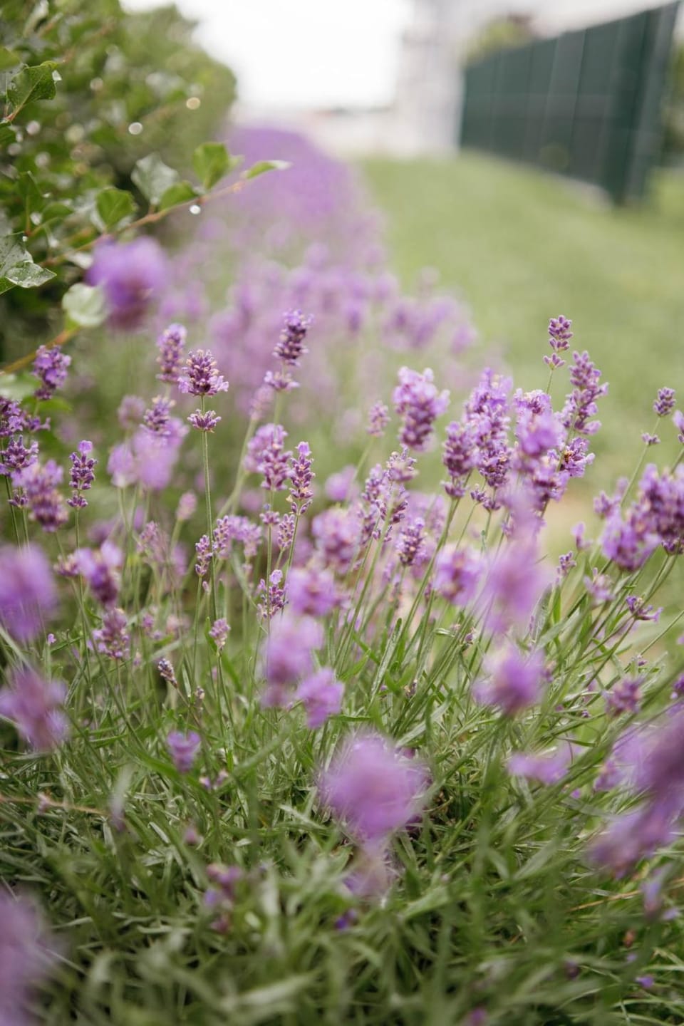 Natural landscape, Garden view