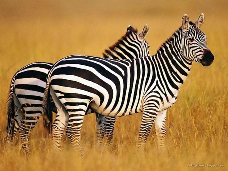 Sunbeam safaris Luxury tent in Kenya