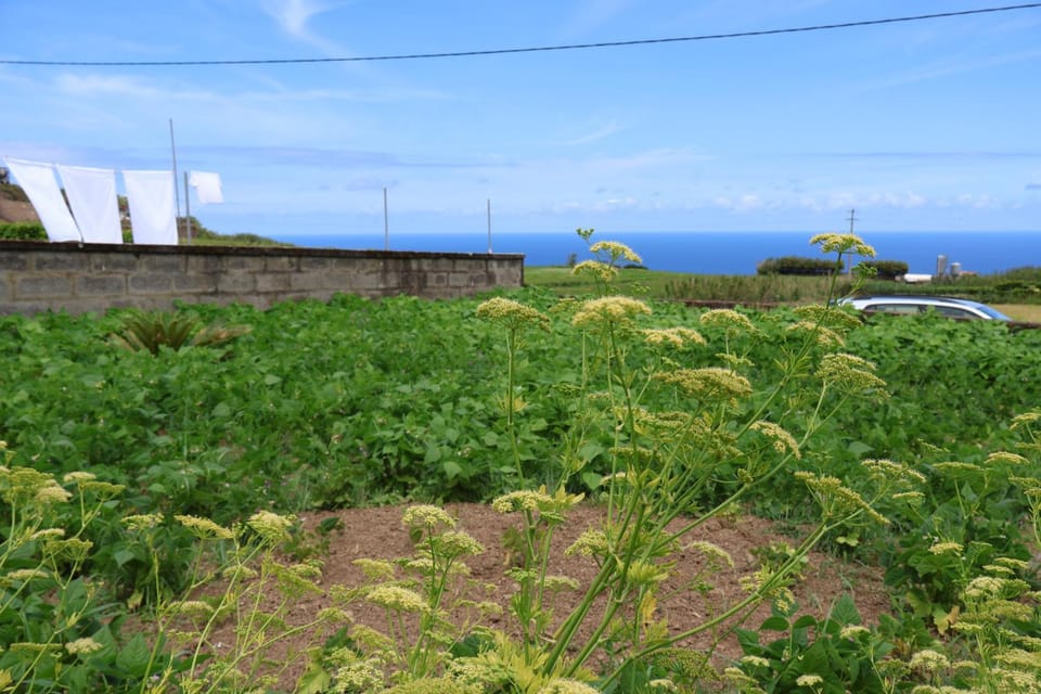 Natural landscape, Garden, Garden, Garden view