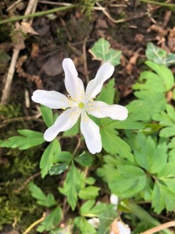 Ogham Retreat, Hougham Campground/ 
RV Resort in Dover
