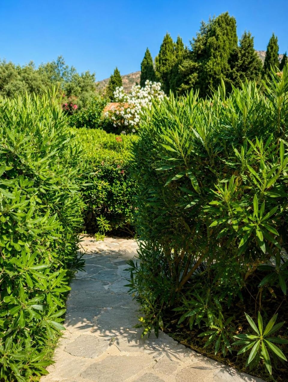Natural landscape, Garden, Garden view