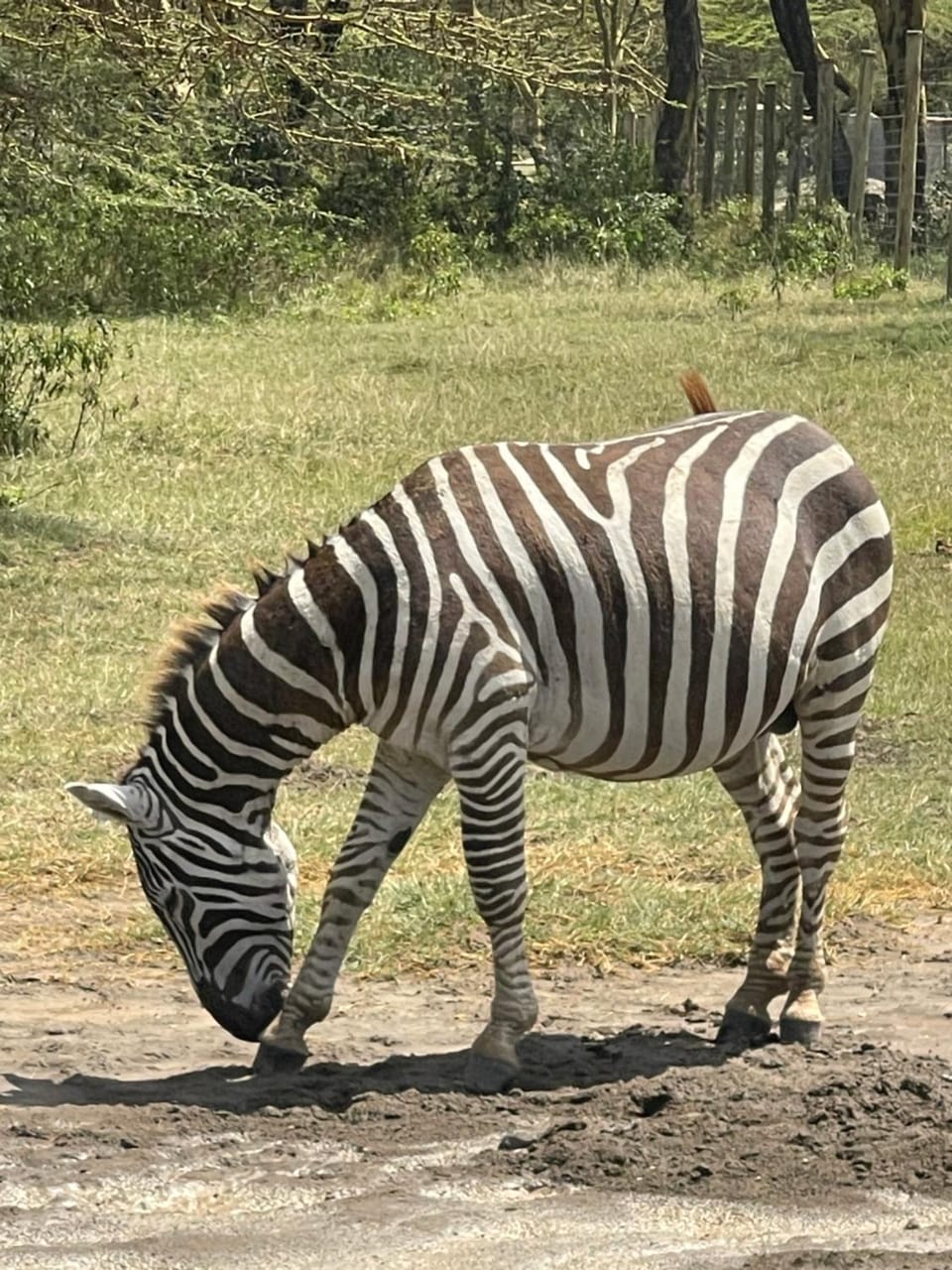 Eschato tented camp Campground/ 
RV Resort in Kenya