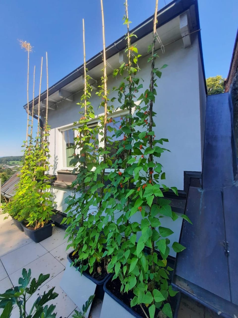 Wohnung in einer kleinen Burg Apartment in Austria