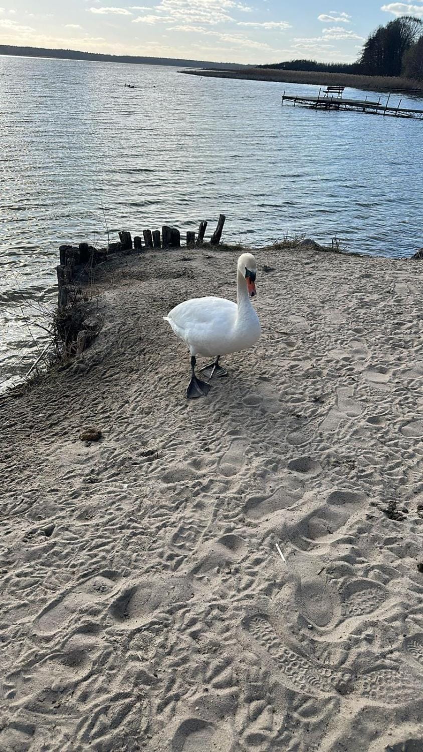 Day, Natural landscape, Beach, Animals, Lake view