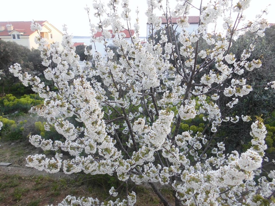 Spring, Off site, Natural landscape, Garden view