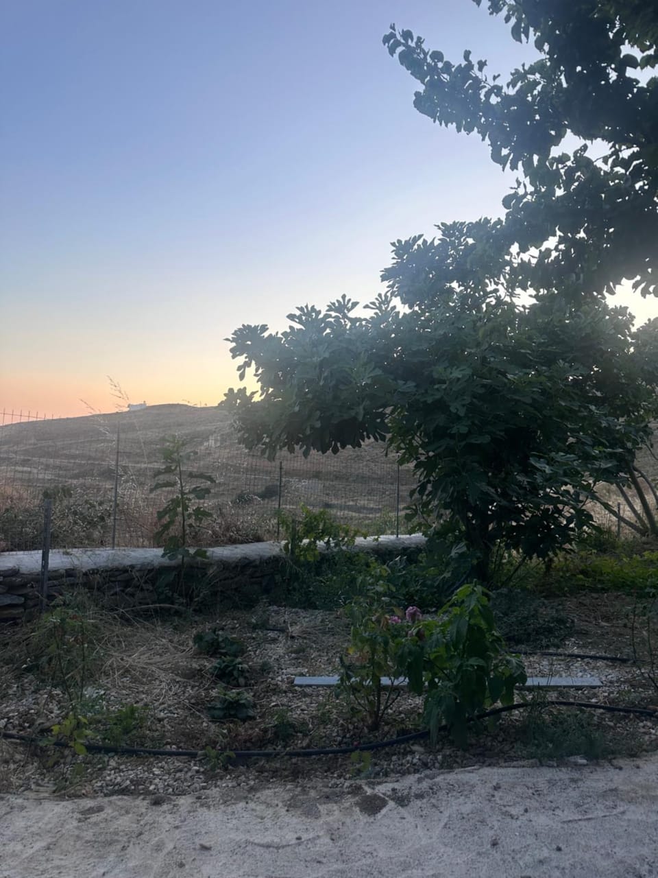 Garden view