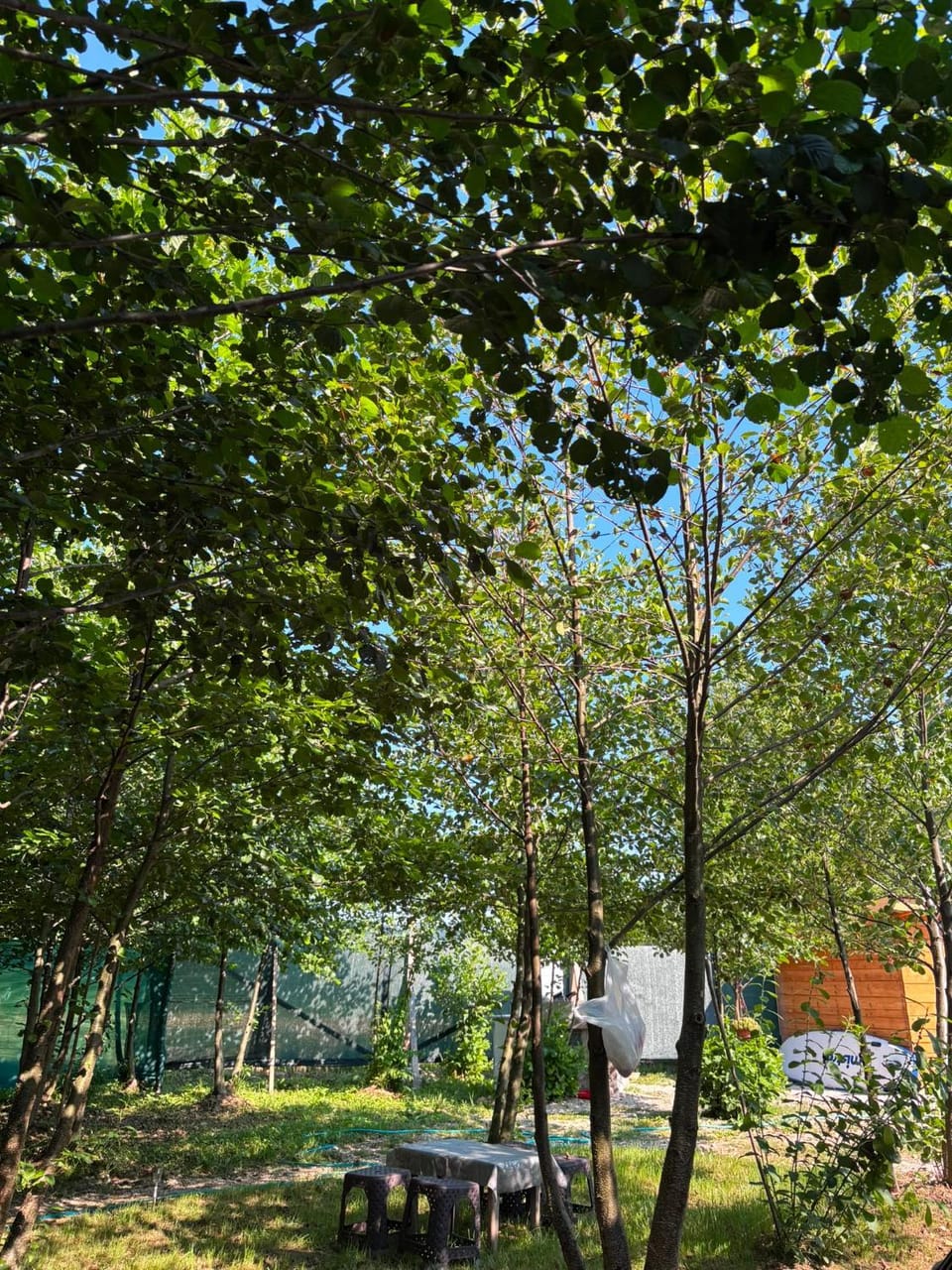 Garden view