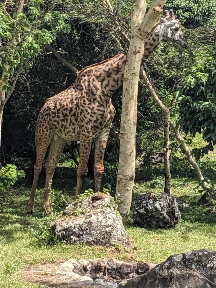 Giraffe Gallery Home Nature lodge in Tanzania