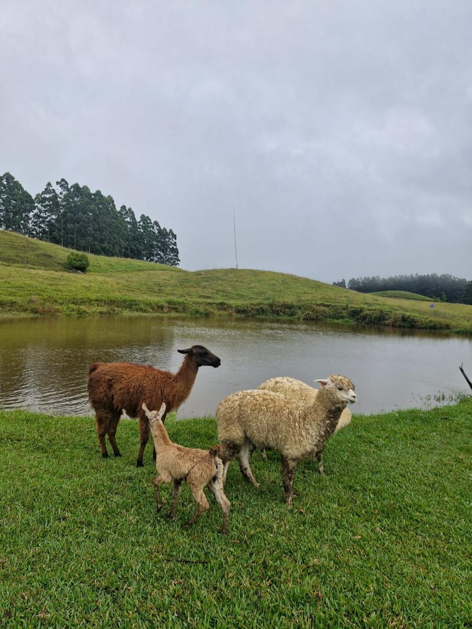 sitio das lhamas Campground/ 
RV Resort in State of Santa Catarina