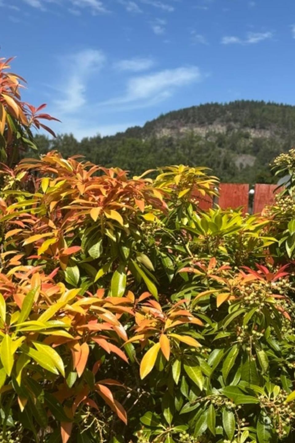Spring, Day, Natural landscape, Garden, Mountain view