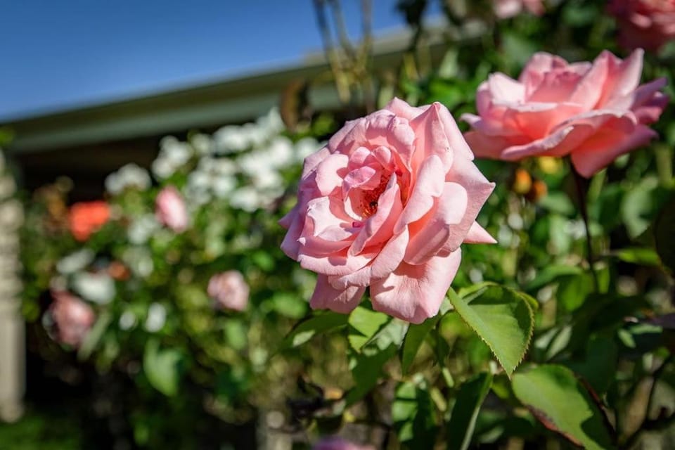 Gorgeous 3 Bed on Guinea House in Wodonga