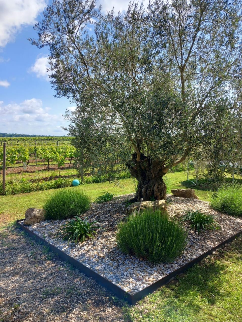 Gite au calme avec vue sur les vignes House in Nouvelle-Aquitaine