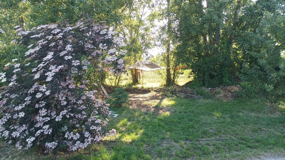 Day, Garden, Garden view