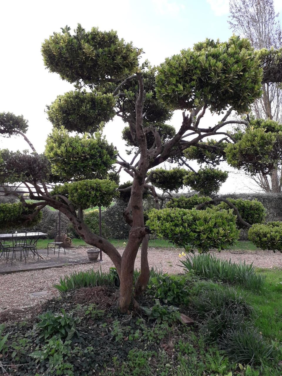 Garden
