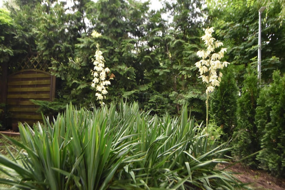 Garden, Garden view