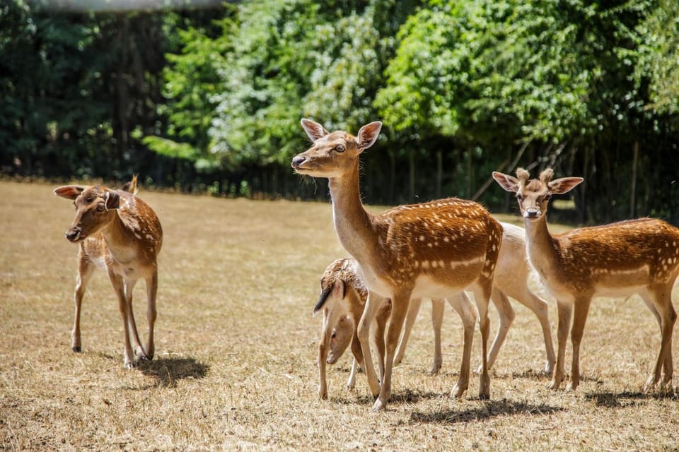 Animals