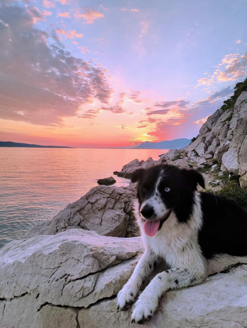 Natural landscape, Pets, Sea view, Sunrise, Sunset